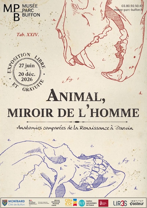 Exposition - Animal, miroir de l'homme : anatomies comparées de la Renaissance à Darwin